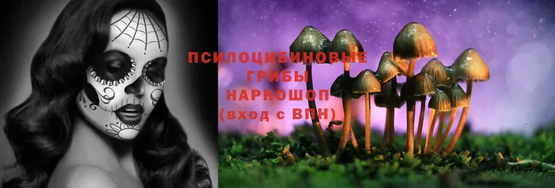 Псилоцибиновые грибы Magic Shrooms  blacksprut   Нестеровская  где продают  